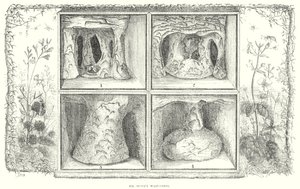 De wespennesten van Mr Stone (gravure) door English School