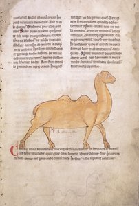 Ms.254 f.9r Kameel uit een bestiarium in het Latijn, Engels, begin 13e eeuw (manuscript)