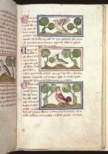 Drie vogels op de grond, uit een Bestiarium, vroege 14e eeuw door English School