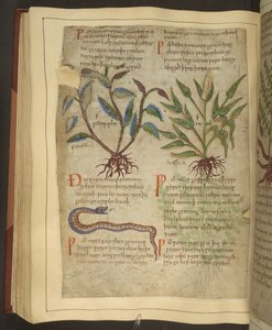 Illustraties van Peterselie, Cawel en een slang, uit een Oud-Engels kruidenboek oorspronkelijk door Apuleius (123-80AD) door English School