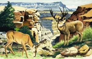Muildierherten in het Grand Canyon National Park