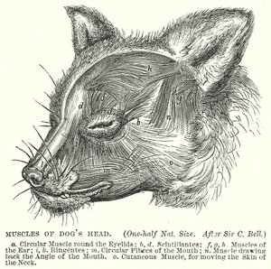 Spieren van hondenkop (gravure)