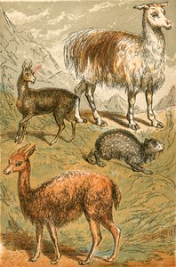 Muskushert, lama, vicuña en roetpaca door English School