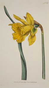 Narcissus Major Grote Narcis