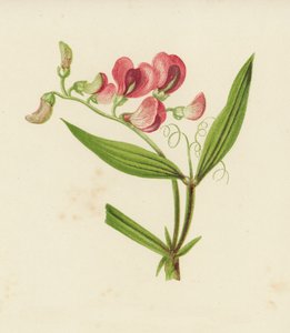 Smalle Lathyrus, Lathyrus Sylvestris
