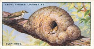Architecten van de natuur: Ovenvogels (kleurenlitho)
