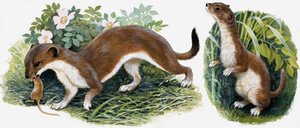 Koninkrijk der Natuur: Onze Eilandjagers door English School