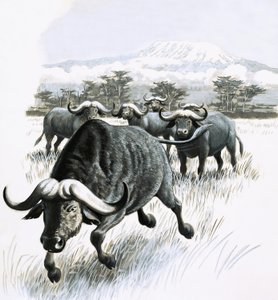 Het Koninkrijk van de Natuur: Blijf uit de buurt van de buffel!