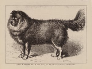 "Nero," een Nepalees hond, het eigendom van kapitein Ryan, van het 63e, en het enige exemplaar van zijn ras in Engeland (gravure) door English School