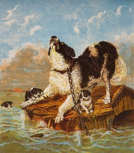 Newfoundland Hond en Puppies in Nood door English School