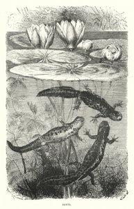 Salamanders door English School