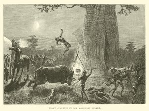 Nachtelijke verrassing in de Kalahari-woestijn