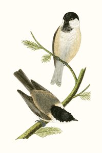 Noordelijke mees, illustratie uit 