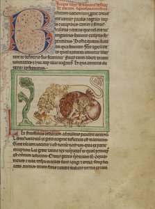 Northumberland Bestiarium, c.1250-60 door English School