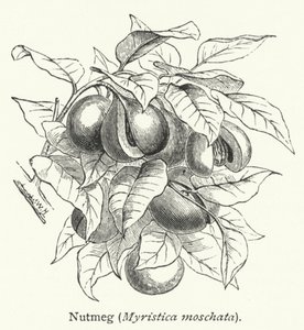 Nutmeg (Myristica moschata) (engraving) door English School