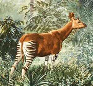 Okapi