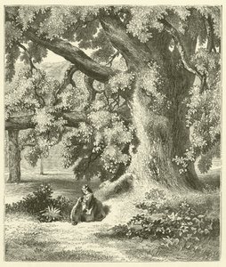 Oude walnotenboom bij Mentmore (gravure) door English School
