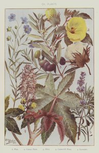 Oli planten (kleur litho) door English School
