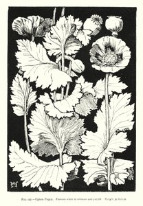 Papaver; Bloemen wit tot karmozijnrood en paars; Hoogte 30 inch door English School