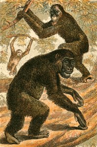 Orang-Oetang en Gorilla door English School
