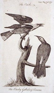 Oriole, uit 