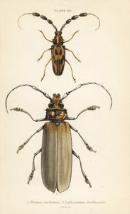 Orthomegas cinnamomeus Prionus corticinus 1, en Batus barbicornis, Lophonocerus barbicornis 2 door English School