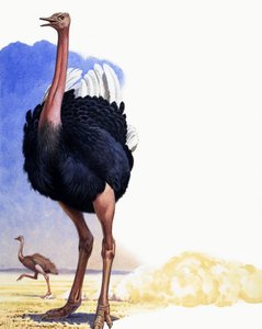 Struisvogel