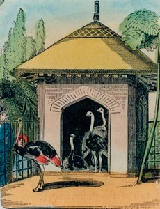 Struisvogel- en emoehuis in de dierentuin van Londen. 1840s door English School