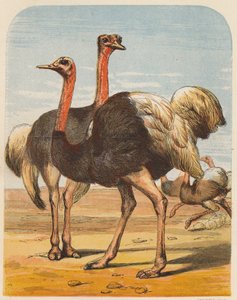 Struisvogels