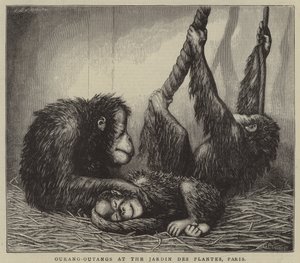 Ourang-oetangs in de Jardin des Plantes, Parijs (gravure)