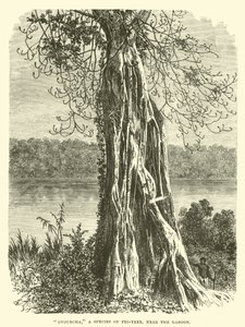 Ovouncha, een soort vijgenboom, nabij de Gabon