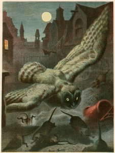 Uil op jacht naar ratten