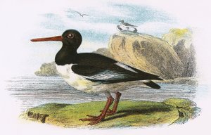 Scholekster