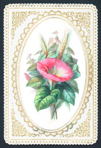 Roze Petunia Bloem, Kaart