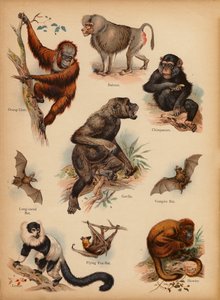 Pagina uit De Kleine Mensen’s Beeld Natuurlijke Geschiedenis, ca. 1900 door English School