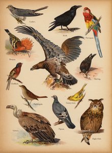 Pagina uit De Kleine Mensen’s Beeld Natuurlijke Geschiedenis, ca. 1900