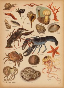 Pagina uit De Kleine Mensen’s Beeld Natuurlijke Geschiedenis, ca. 1900