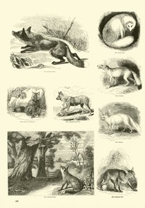 Pagina uit Het Picturale Museum van Geanimeerde Natuur