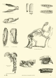 Pagina uit Het Picturale Museum van Geanimeerde Natuur