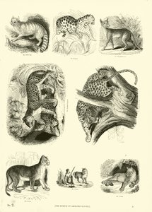 Pagina uit Het Picturale Museum van Geanimeerde Natuur