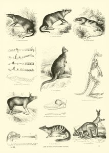 Pagina uit Het Picturale Museum van Geanimeerde Natuur door English School