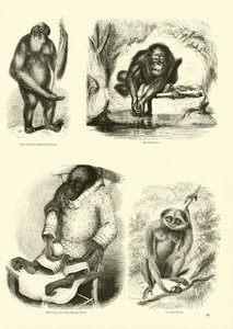 Pagina uit Het Picturale Museum van Geanimeerde Natuur