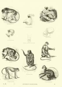 Pagina uit Het Picturale Museum van Geanimeerde Natuur