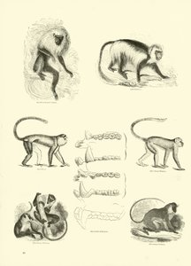 Pagina uit Het Picturale Museum van Geanimeerde Natuur