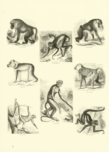 Pagina uit Het Picturale Museum van Geanimeerde Natuur