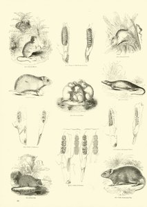 Pagina uit Het Picturale Museum van Geanimeerde Natuur door English School