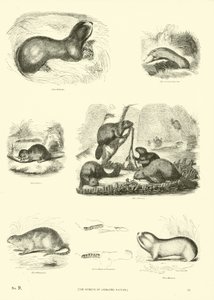 Pagina uit Het Picturale Museum van Geanimeerde Natuur