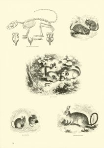 Pagina uit Het Picturale Museum van Geanimeerde Natuur door English School