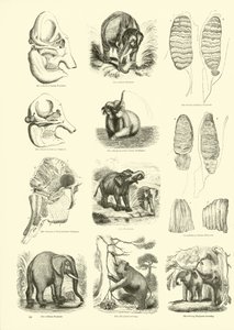 Pagina uit Het Picturale Museum van Geanimeerde Natuur