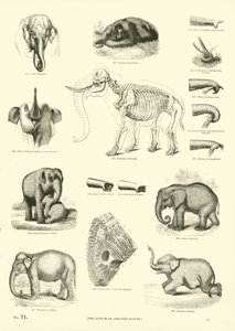 Pagina uit Het Picturale Museum van Geanimeerde Natuur door English School